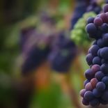 El Gobierno distribuyó cupos para exportar jugo de uva a EEUU. El Gobierno distribuyó cupos para exportar jugo de uva a EEUU.