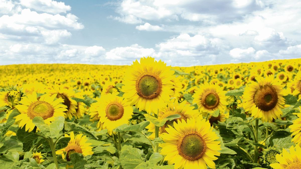 sunflower oil exports grew 180%