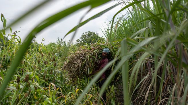 India, segundo produtor mundialde azúcar, debió permitir las importaciones.
