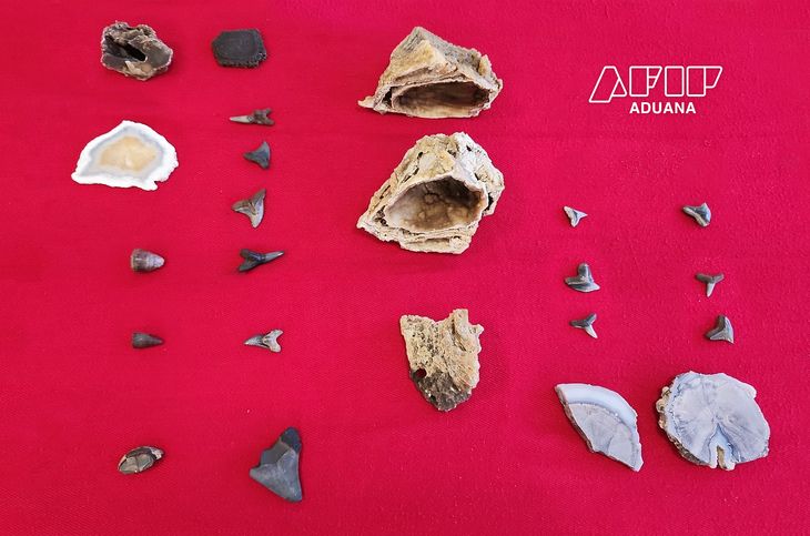 Fósiles capturados por la aduana tras un operativo. Fósiles capturados por la aduana tras un operativo.