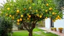 These tips that gave some experts are perfect to take care of your imonero in the best way. These tips that gave some experts are perfect to take care of your imonero in the best way.