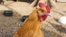The judge proposed to share the last chicken in a farewell meal, giving an unusual and viral closure to the divorce of a couple in China.
