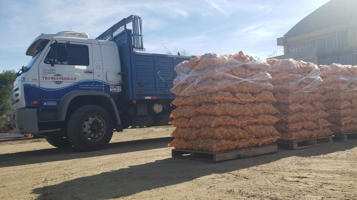They import 250 tons of Brazilian potatoes to guarantee supply and maintain prices
