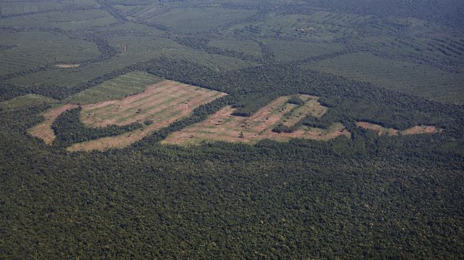 Estamos en camino de alcanzar la tasa de deforestación más baja de la historia en 2026, dijo Andre Lima, secretario especial de Brasil para el control de la deforestación.