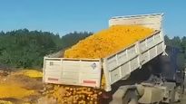 Más de 8.000 kilos de mandarina descartados en Entre Ríos por el poco consumo.
