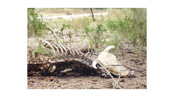 Por la sequía y las medidas oficiales, en un año desaparecieron 805 mil vacas.