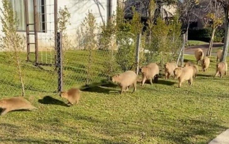 Vecinos de Nordelta ya construyen espacios de refugio para los carpinchos