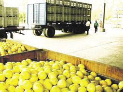 paro de transportistas por falta gasoil provoco millonarias perdidas en tucuman: tiran toneladas de limones a la basura
