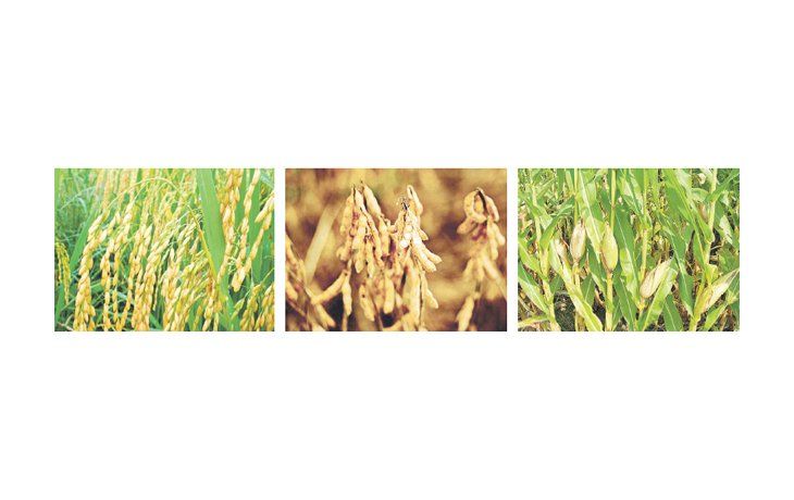 La soja, el maíz y el arroz, en ese orden, los cultivos más extendidos en Brasil, responderán este año por el 85,1% del área sembrada y por el 91% de la producción total.