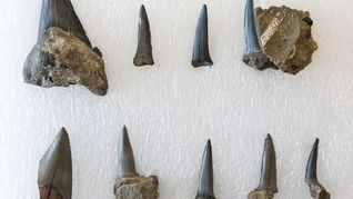 fosiles de microorganismos antarticos revelan la evolucion del clima y la vida en la tierra