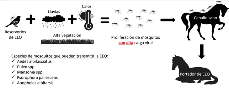 Así es la cadena de transmisión de la Encefalitis Equina del Oeste. Así es la cadena de transmisión de la Encefalitis Equina del Oeste.