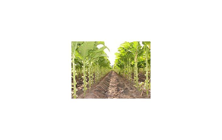 Las exportaciones de tabaco alcanzaron los u$s 325,9 millones en 2008