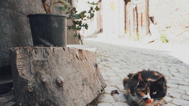Estas tres marcas de croquetas para gatos son muy populares, pero son dañinas para tu mascota, según la Profeco