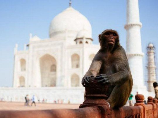 MONO TAJ MAHAL.jpg