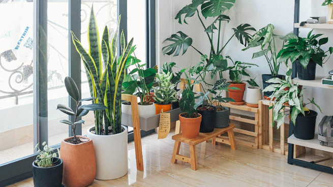 Las mejores plantas para decorar tu hogar.