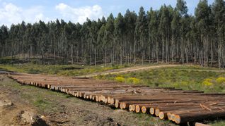 El sector forestal espera cerrar el año como líder exportador pese a la caída de precios de la celulosa. El sector forestal espera cerrar el año como líder exportador pese a la caída de precios de la celulosa.