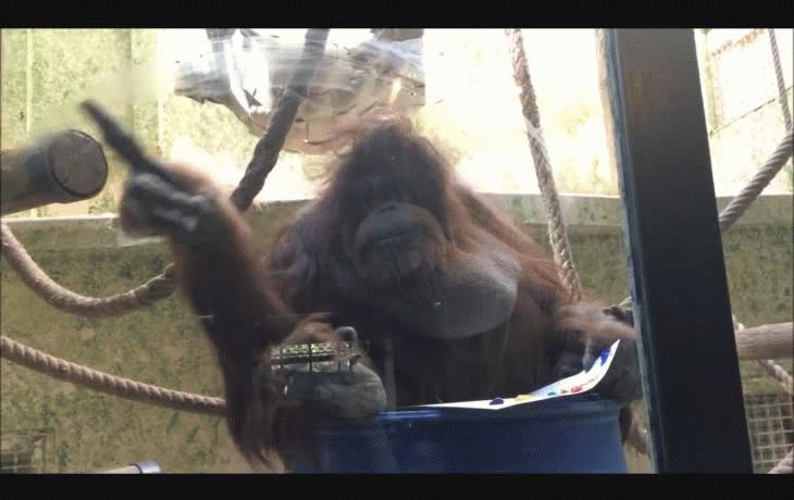 Nénette, la orangutana pintora del zoo de París, cumple 50 años