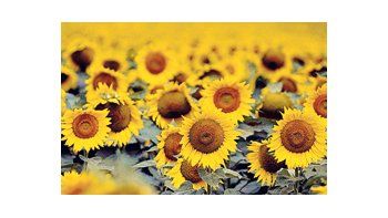La Bolsa de Comercio de Rosario consideró que en la actual campaña 2009/10 la producción de girasol alcanzará los 2,1 millones de toneladas.