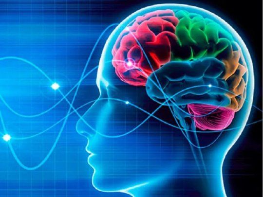 Cerebro y memoria.&nbsp;