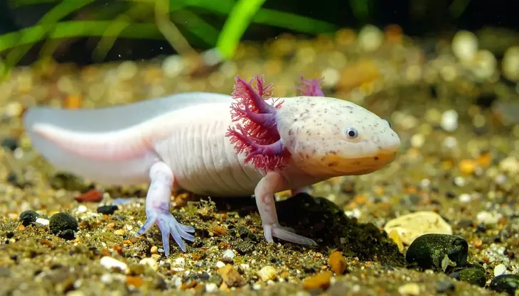 Se celebra el Día nacional del ajolote mexicano, icónico anfibio que representa al dios azteca del fuego y el rayo: Xólotl.