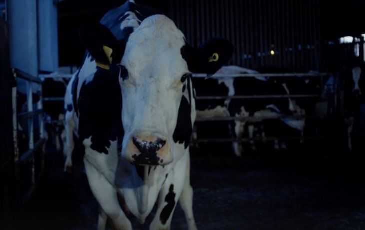 Cow es la monótona e inevitablemente triste rutinaria vida de una vaca lechera.