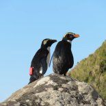 Los pingüinos inician su travesía migratoria en abril, una vez que han renovado sus plumas por completo. Esta etapa coincide con el 25 de abril, fecha en la que la comunidad científica internacional hace un llamado a proteger a estas especies emblemáticas y a preservar el equilibrio de nuestros mares. Los pingüinos inician su travesía migratoria en abril, una vez que han renovado sus plumas por completo. Esta etapa coincide con el 25 de abril, fecha en la que la comunidad científica internacional hace un llamado a proteger a estas especies emblemáticas y a preservar el equilibrio de nuestros mares.