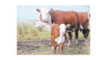 Un leve incremento de la inversión en sanidad permitiría producir unos 2,2 millones deterneros adicionales que cubrirían la creciente demanda interna y externa de carne, segúnun estudio de Caprove.