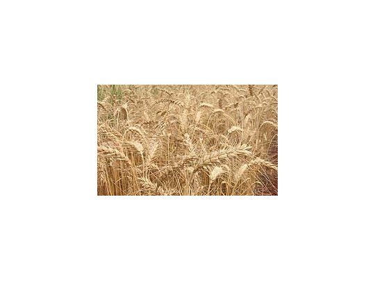 Ahora alrededor de 51 mil agricultores trigueros pueden vender su cosecha con una retención de 23%.