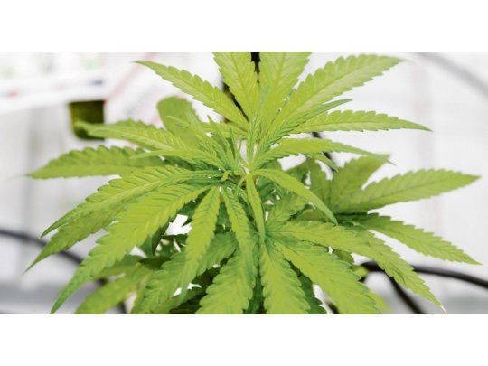 Atractivo. Pese a algunos traspiés, las acciones del cannabis subieron.