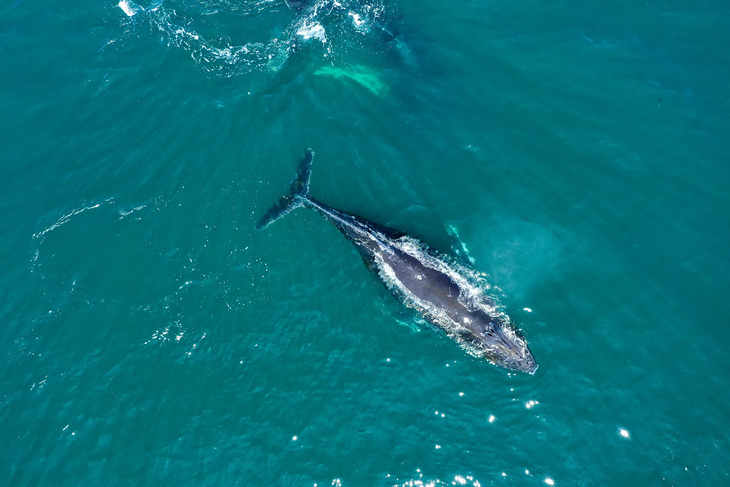 Whale watching is one of the most exciting activities in this natural park. Whale watching is one of the most exciting activities in this natural park.