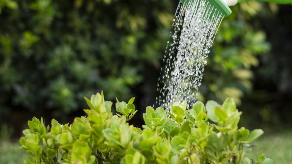 OSE lifted the ban on using drinking water for non-priority purposes
