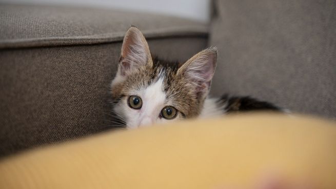 Cómo ayudar con el miedo de tus mascotas durante las fiestas.&nbsp;