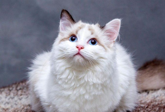 Millones esperan este avance: una inteligencia artificial capaz de traducir maullidos y ladridos para entender mejor a nuestras mascotas.  