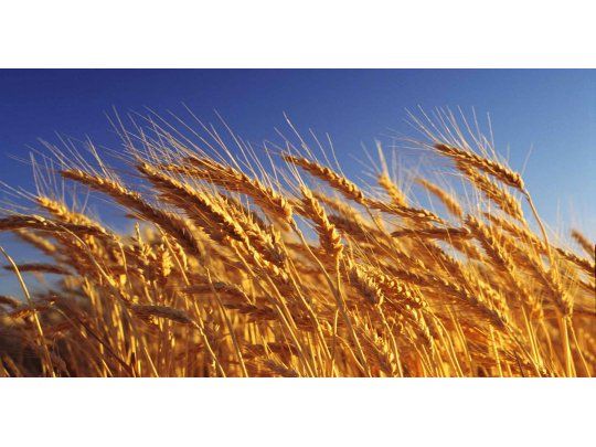 La producción de trigo en Córdoba caería un 24%