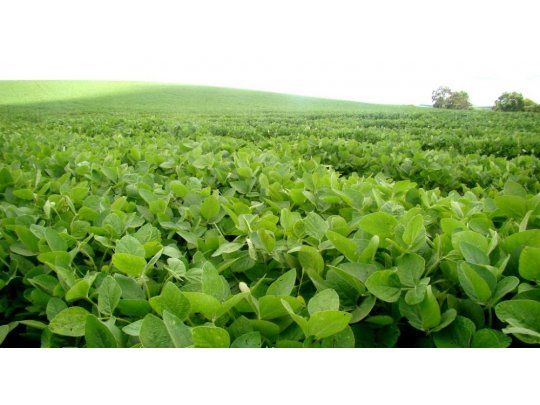 La soja cortó racha alcista y bajó un 0,2% a u$s 311,50