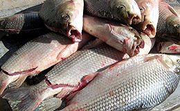 Exportaciones de pescados y mariscos aportaron 15% más de divisas. Exportaciones de pescados y mariscos aportaron 15% más de divisas.