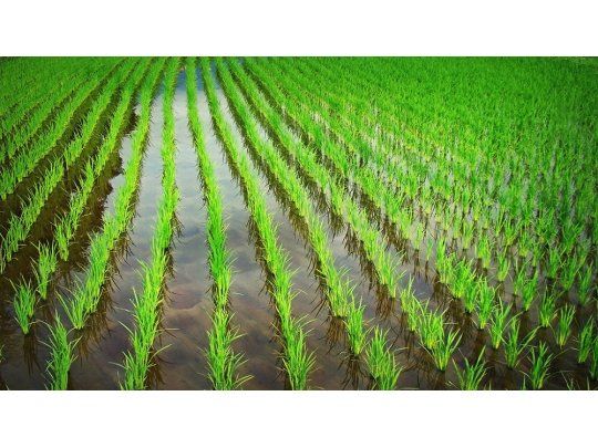 El área dedicada al arroz cayó 55% en Entre Ríos desde el 2010