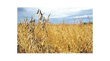 El gobierno estadounidense incrementó su proyección de las cosechas de verano en esepaís. En soja, estimó que se producirán 81,18 millones de toneladas, 1,3 millón más que loponderado en el informe de setiembre.