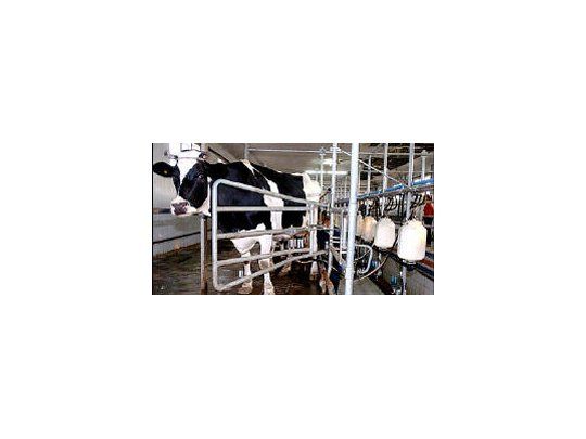 Crearían el primer mercado lácteo del país