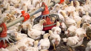 Gripe aviar: 240 mil gallinas muertas en Río Negro y Mar del  Plata
