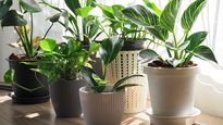 Algunas plantas pueden ayudar a liberar el calor de tu hogar en verano.&nbsp;