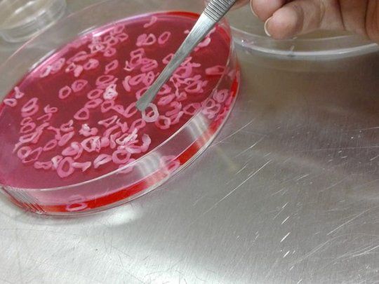 CARNE CULTIVADA 1.jpg