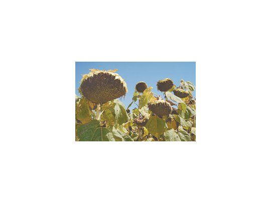 La imagen muestra el cultivo de girasol a pleno por el aporte tecnológico y las inversiones realizadas por un grupo de empresas y productores.