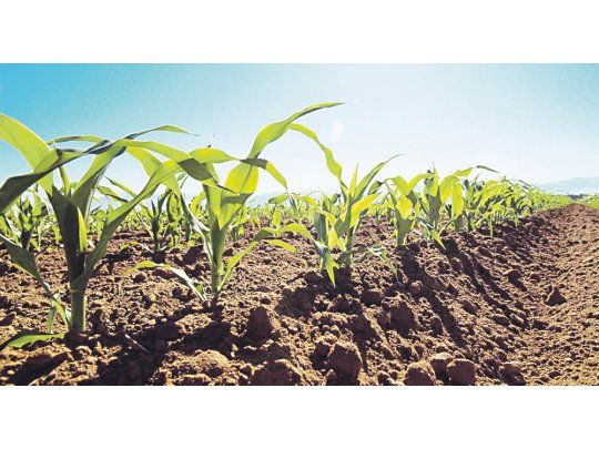 Proyecciones. El área a sembrarse con maíz de primera en la región alcanzaría las 21.000 hectáreas y por el momento presenta un avance del 28%.