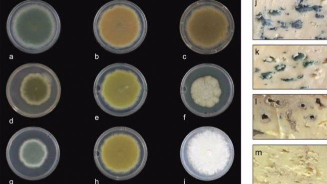 Queso azul de diferentes colores, una magnífica revelación de la Universidad de Nottingham
