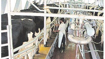 Menos leche. De cara a la primavera el sector productivo advirtió que habrá menor producción en relación con igual período del año anterior.