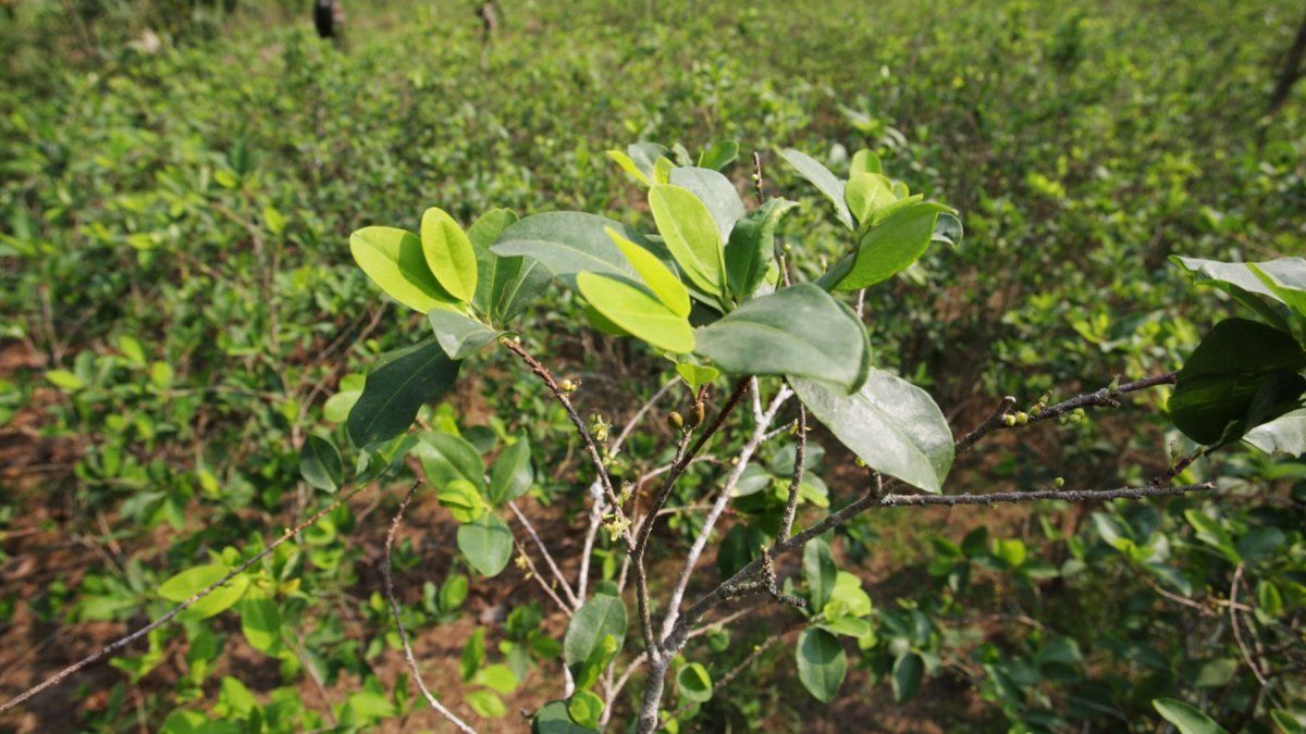 Colombia y Bolivia pedirán sacar la hoja de coca de las sustancias