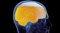 Cerebro.