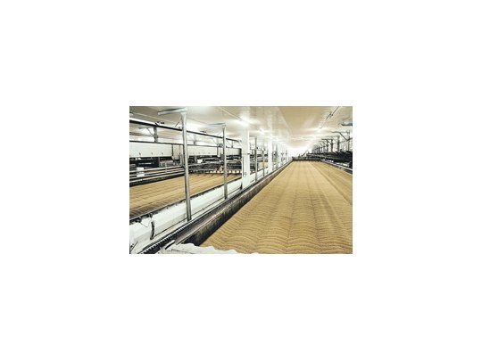 La industria cervecera en la Argentina absorbe el 90% de la producción local, por lo que el aumento del consumo de la bebida impulsó el crecimiento, al igual que los precios.