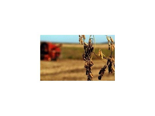 Desde el Campo alertan que podría haber complicaciones en la provisión de comida por la sequía